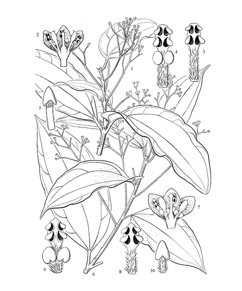 Natural compounds from  Cinnamomum cassia